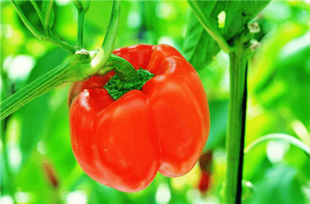 甜椒放冰箱能保存多久