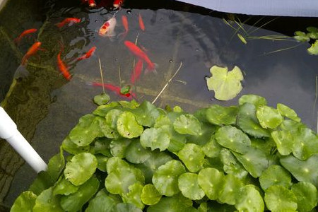 铜钱草怎样种植更好