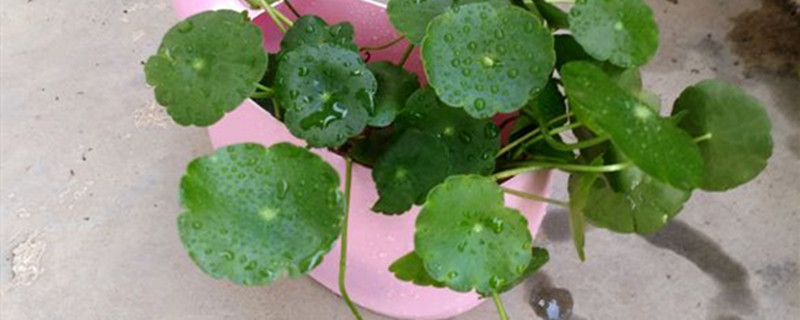 铜钱草是金钱草吗铜钱草与金钱草的区别(铜钱草跟金钱草一样吗)