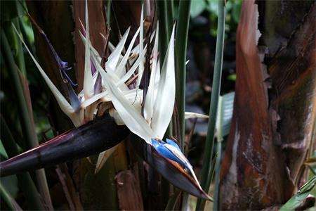 鹤望兰用什么土养好