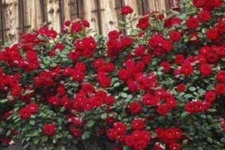 红木香蔷薇缺点