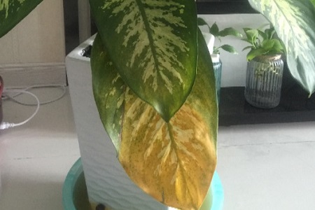 斑马万年青怎么养护和管理