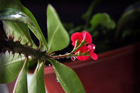 虎刺梅怎么过冬