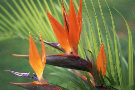 鹤望兰用什么土养好