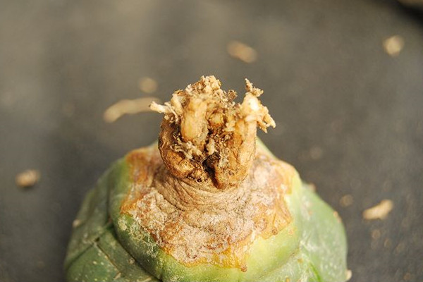 星球生虫了怎么办常见病虫害及防治方法(星球 虫子)