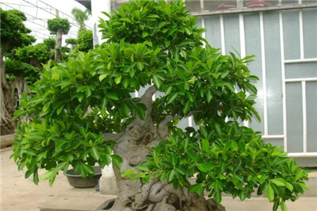 吸二手烟的花都有什么