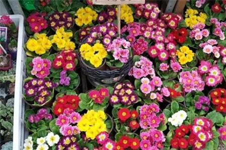 过年家里摆花寓意