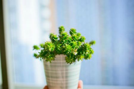 多肉白花小松图片老桩