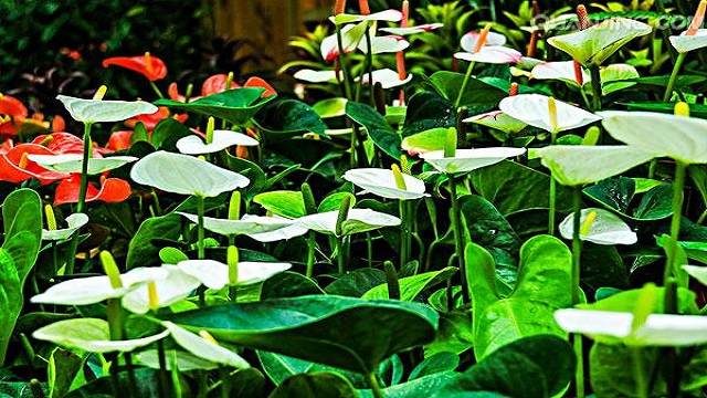 白掌怎么换盆移植(白掌换盆视频教程)