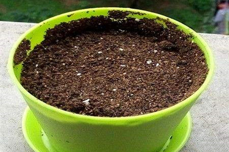 粉葛栽培管理技术