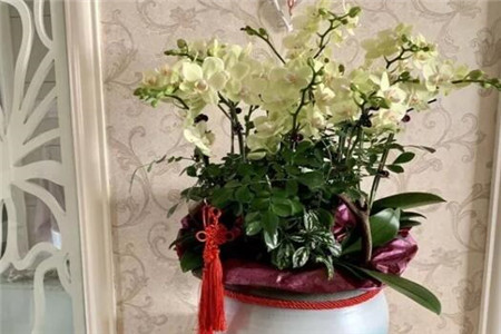 过年家里摆花寓意