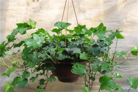 吸二手烟的花都有什么