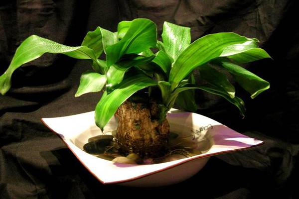 天秤座的守护植物——水培巴西木(水培巴西木怎么养殖方法)