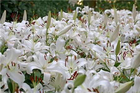 百合花的花期在几月份开