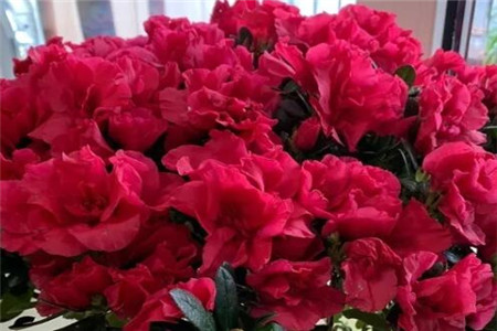 过年家里摆花寓意