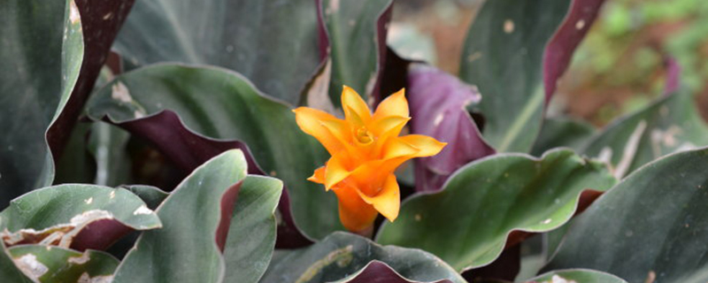 黄苞竹芋的病虫害防治方法(竹芋黄叶子)