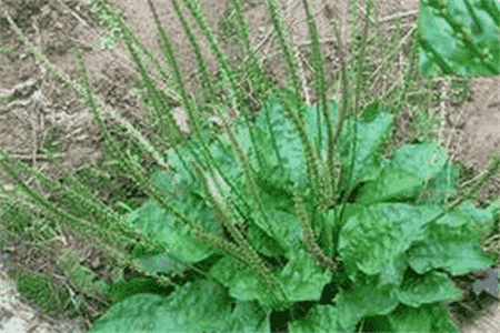 大车前草和车前草是一个药吗