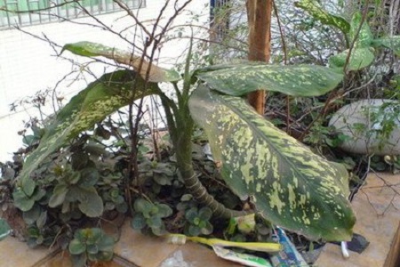 斑马万年青怎么养护和管理