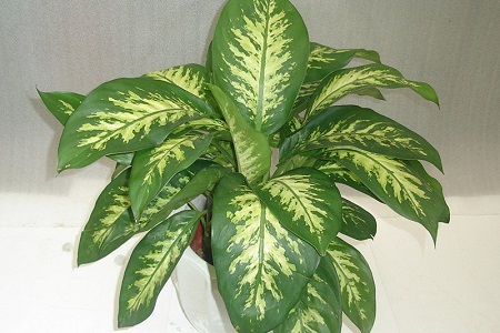 斑马万年青怎么养护和管理