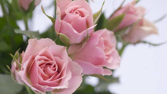 玫瑰花的种植方法及养护的视频