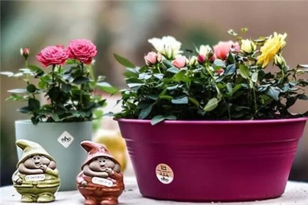 过年家里摆花寓意