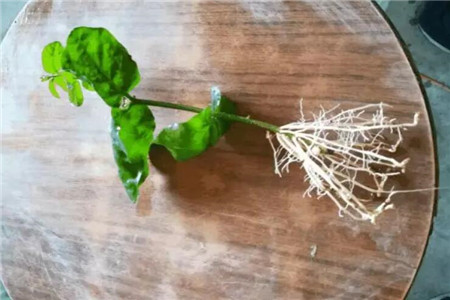 大蒜根生白蛆用什么药