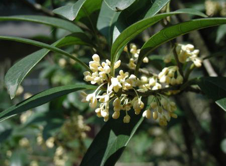 四季桂盆景造型视频