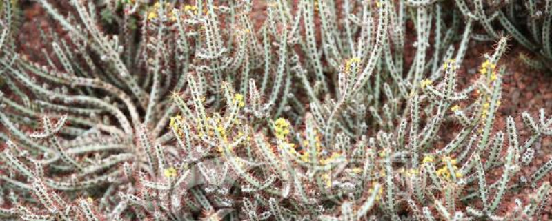 铜绿麒麟浇水方法(铜绿麒麟的寓意)