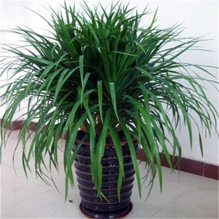 龙须兰的繁殖方法和注意事项视频