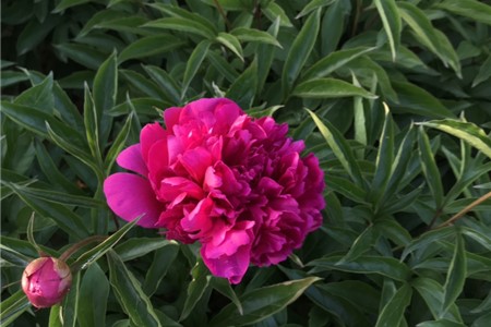 芍药盆栽怎么养殖