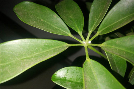 新买的发财树栽种后怎么浇水