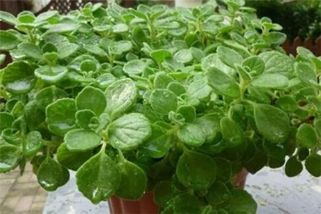 吸二手烟的花都有什么