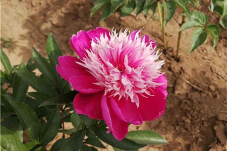 芍药盆栽怎么养殖