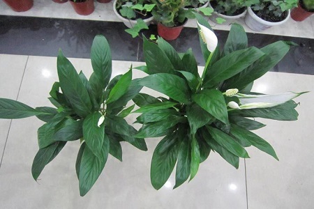 白掌换盆视频教程