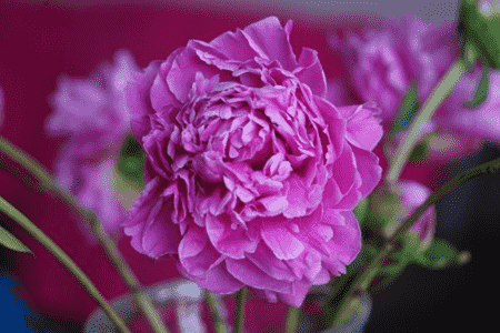 芍药扦插能活吗