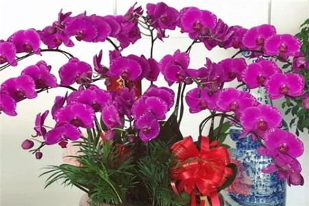 过年家里摆花寓意