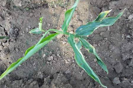 姜的养殖方法和注意事项