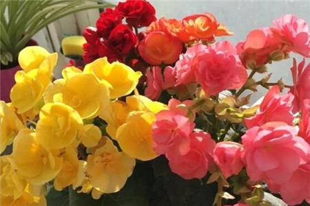 过年家里摆花寓意