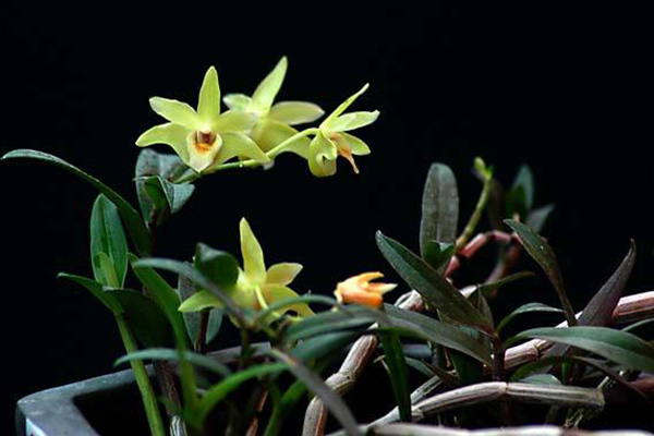 四大观赏洋花是哪四种花(四大观赏洋花是哪四种花图片)