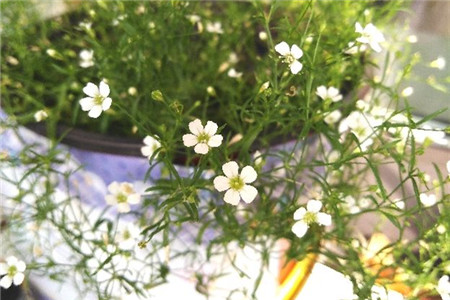 满天星干花插法