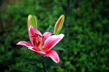 百合花的花期在几月份开