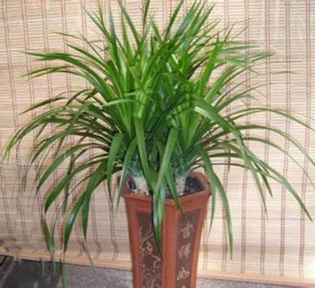 龙须兰的繁殖方法和注意事项视频