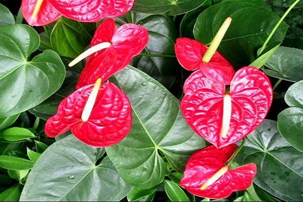 红掌能摆在办公室吗(红掌能摆在办公室吗好吗)