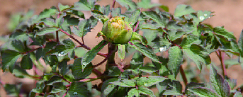 牡丹花可以盆栽吗(牡丹花可以盆栽吗视频)