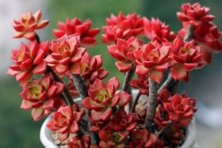 蒂亚怎么爆盆能治病吗