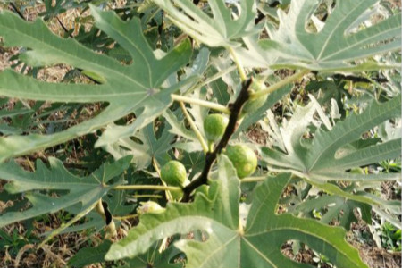 无花果果实什么时候成熟