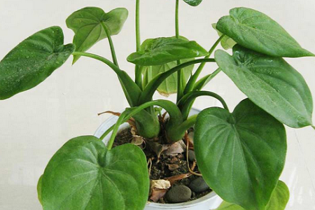 滴水观音能放卧室吗 滴水观音能放室内吗