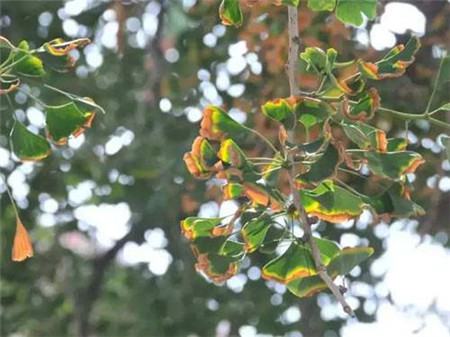 银杏主要病虫害