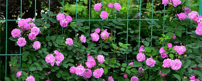 红木香蔷薇长多久开花红木香与蔷薇的区别(红木香蔷薇缺点)