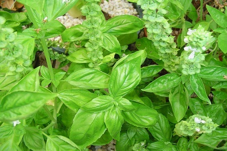 罗勒的种植方法和注意事项